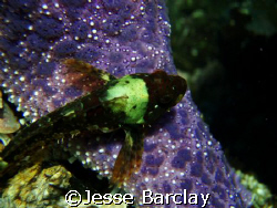 fish with starfish,victoria bc canada,olympus stylus 770sw by Jesse Barclay 